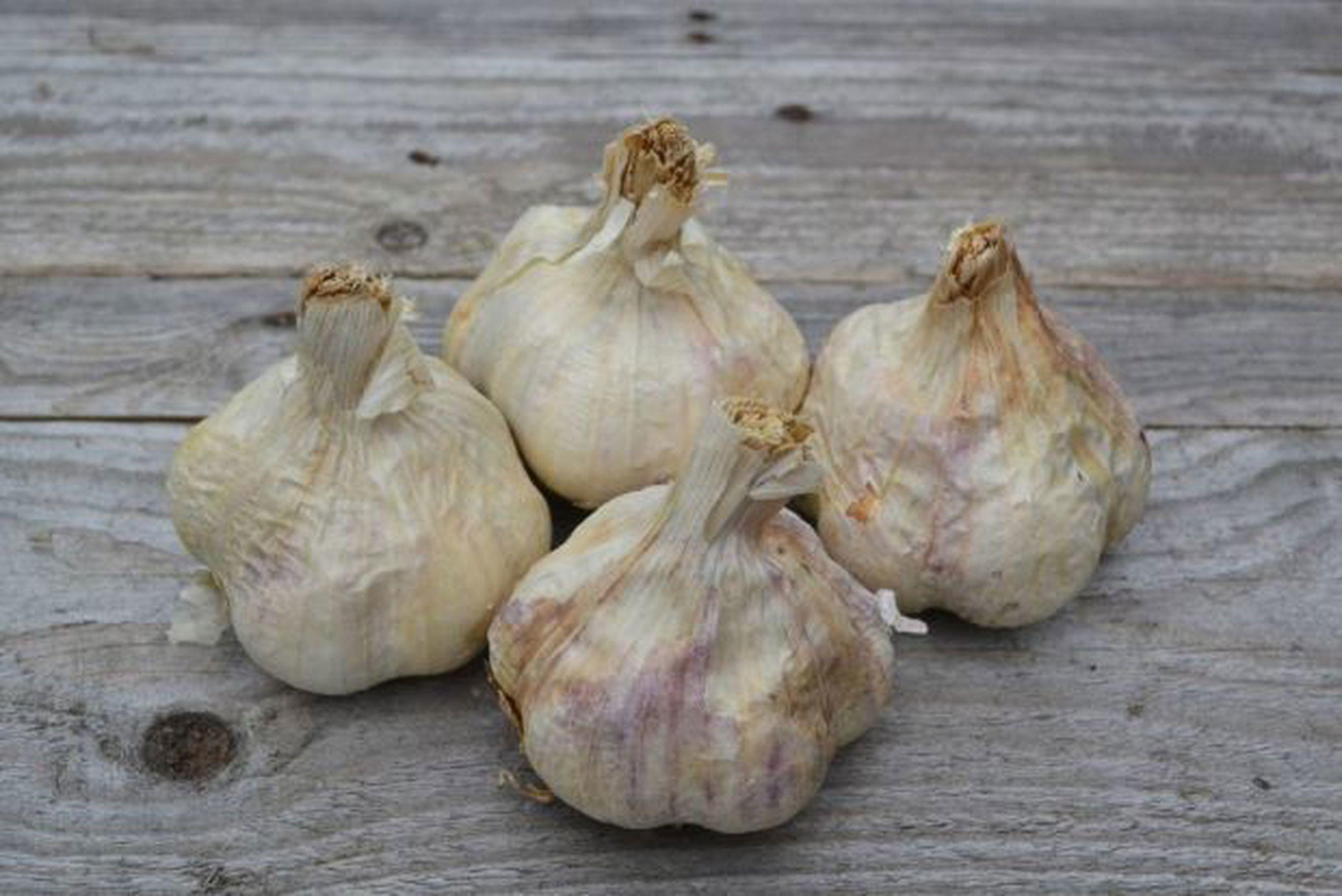 Organic Garlic