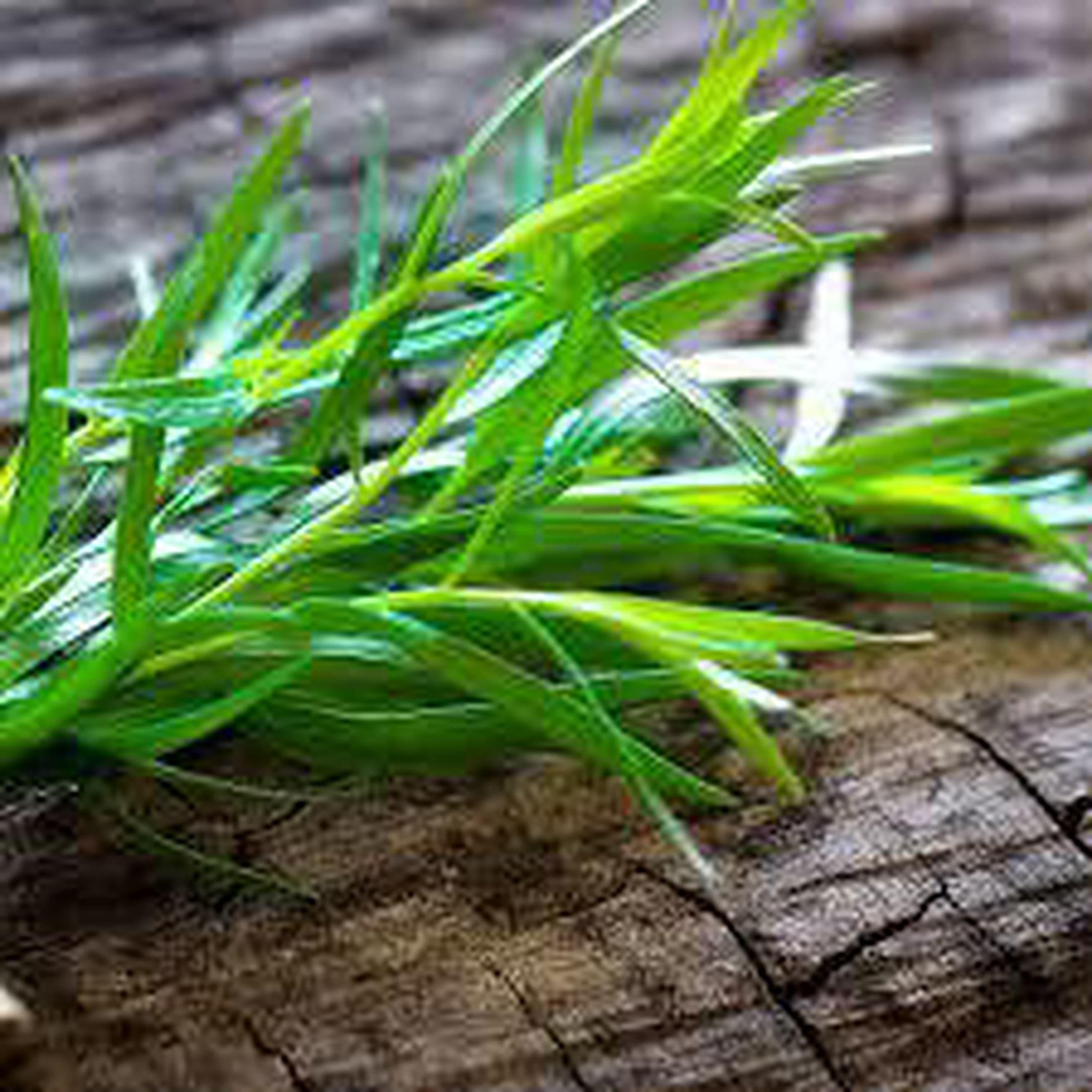 Organic Russian Tarragon