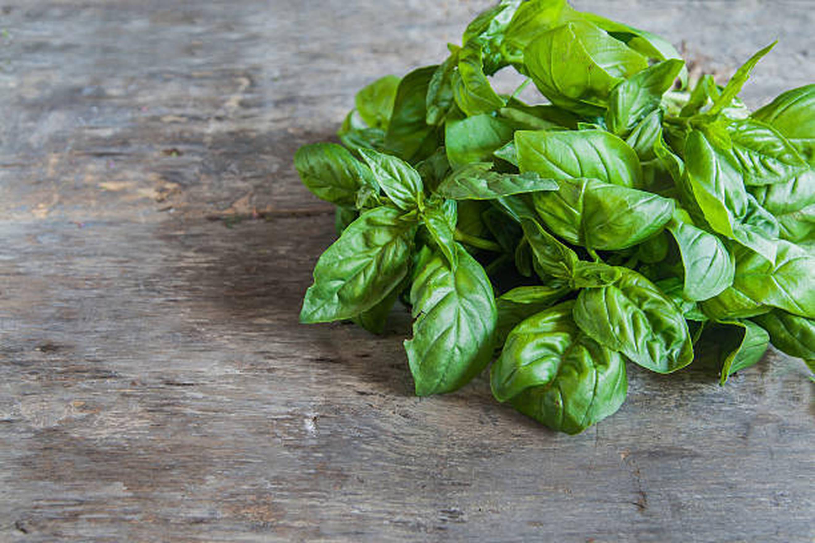 Organic Basil
